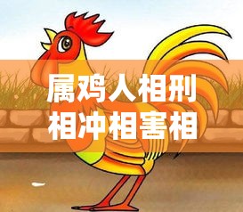 属鸡人相刑相冲相害相合的生肖（揭秘：属鸡人相刑相冲相害相合的生肖关系奥秘）