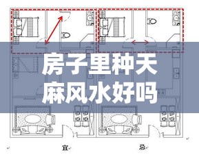 房子里种天麻风水好吗（家种天麻叶子和花图片）