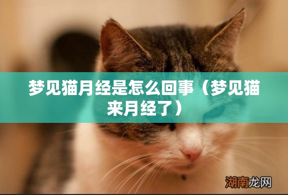 梦见猫月经是怎么回事（梦见猫来月经了）