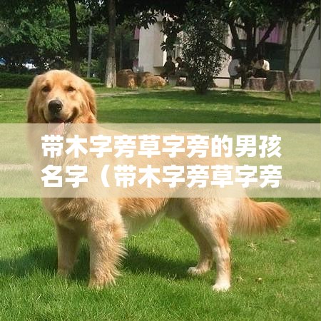 带木字旁草字旁的男孩名字（带木字旁草字旁的男孩名字有哪些）