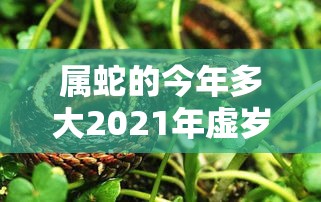 属蛇的今年多大2021年虚岁（属蛇的今年多大2021年虚岁了）