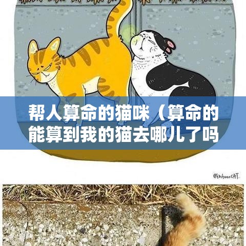 帮人算命的猫咪（算命的能算到我的猫去哪儿了吗）