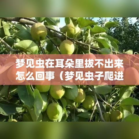 梦见虫在耳朵里拔不出来怎么回事（梦见虫子爬进耳朵里然后我把它掏出来了）