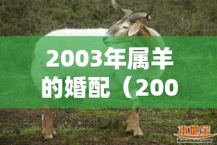 2003年属羊的婚配（2003年属羊的婚配年龄）