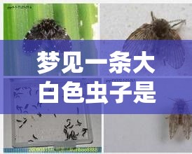 梦见一条大白色虫子是怎么回事啊（梦见一条大白色虫子是怎么回事啊女生）