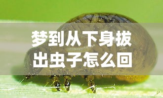 梦到从下身拔出虫子怎么回事（梦到从下身拔出虫子怎么回事周公解梦）