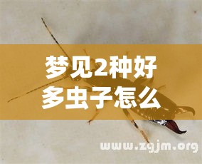 梦见2种好多虫子怎么办（梦见两种虫子）