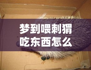 梦到喂刺猬吃东西怎么办（做梦梦见刺猬来家里喂它吃的）