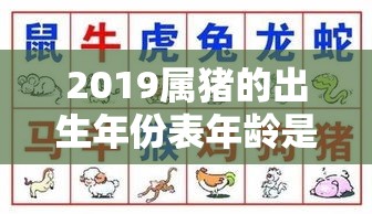 2019属猪的出生年份表年龄是多少（生肖猪2019年出生是什么命）